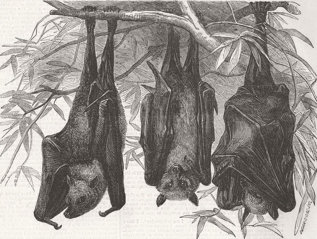 LONDON. Zoo. Flying foxes, Gdns of, Regent’s Park 1856 old antique print
